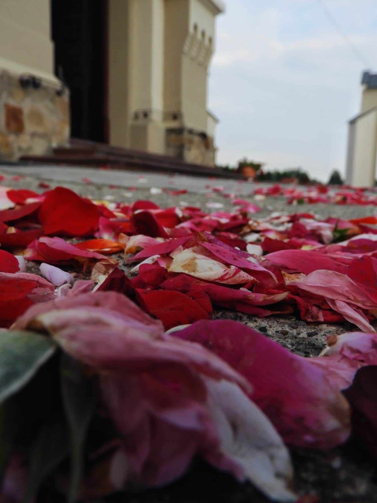 Płatki róży leżące na chodniku