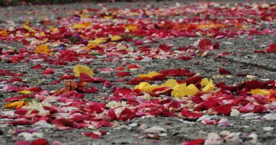 Kolorowe płatki kwiatów na chodniku