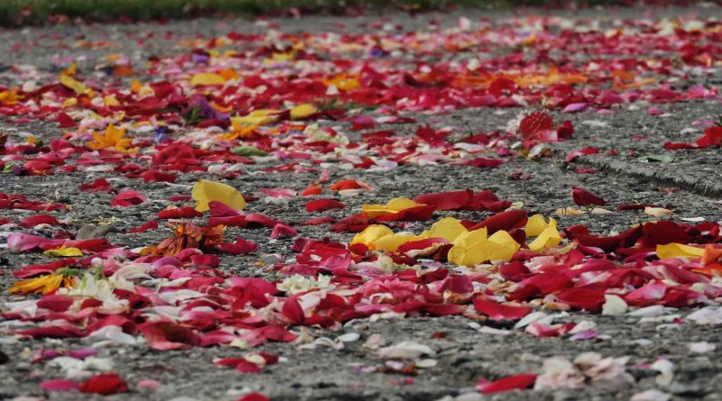 Kolorowe płatki kwiatów na chodniku